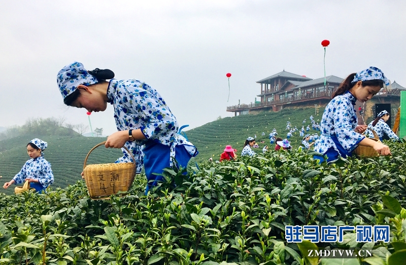 采茶女正在采摘茶叶