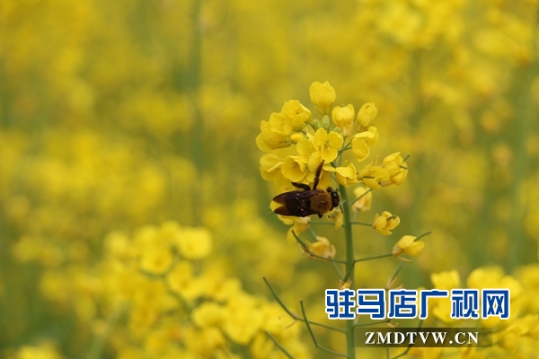 驻马店鲁湾小镇首届千亩油菜花节开幕  