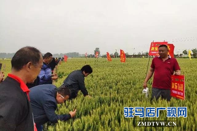 上蔡县召开小麦品种现场观摩会