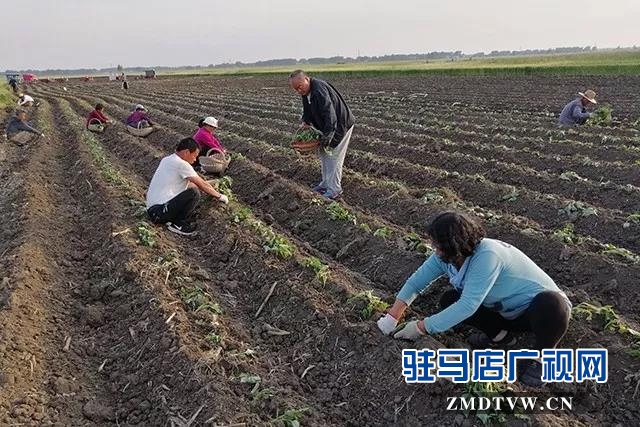 康建华：兴村富民领头雁 实事办了一串串