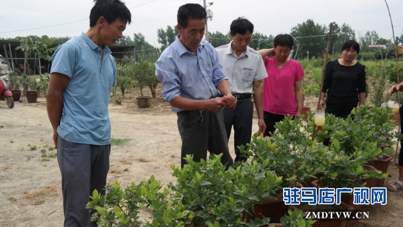  上蔡、汝南农民找驻马店市农民高级技师魏世秀“拜师学艺”学盆景果树栽培新技术