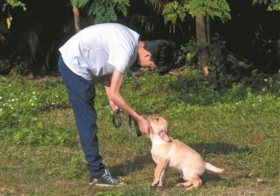 因资金不足,专业训犬师缺乏等 导盲犬供不应求