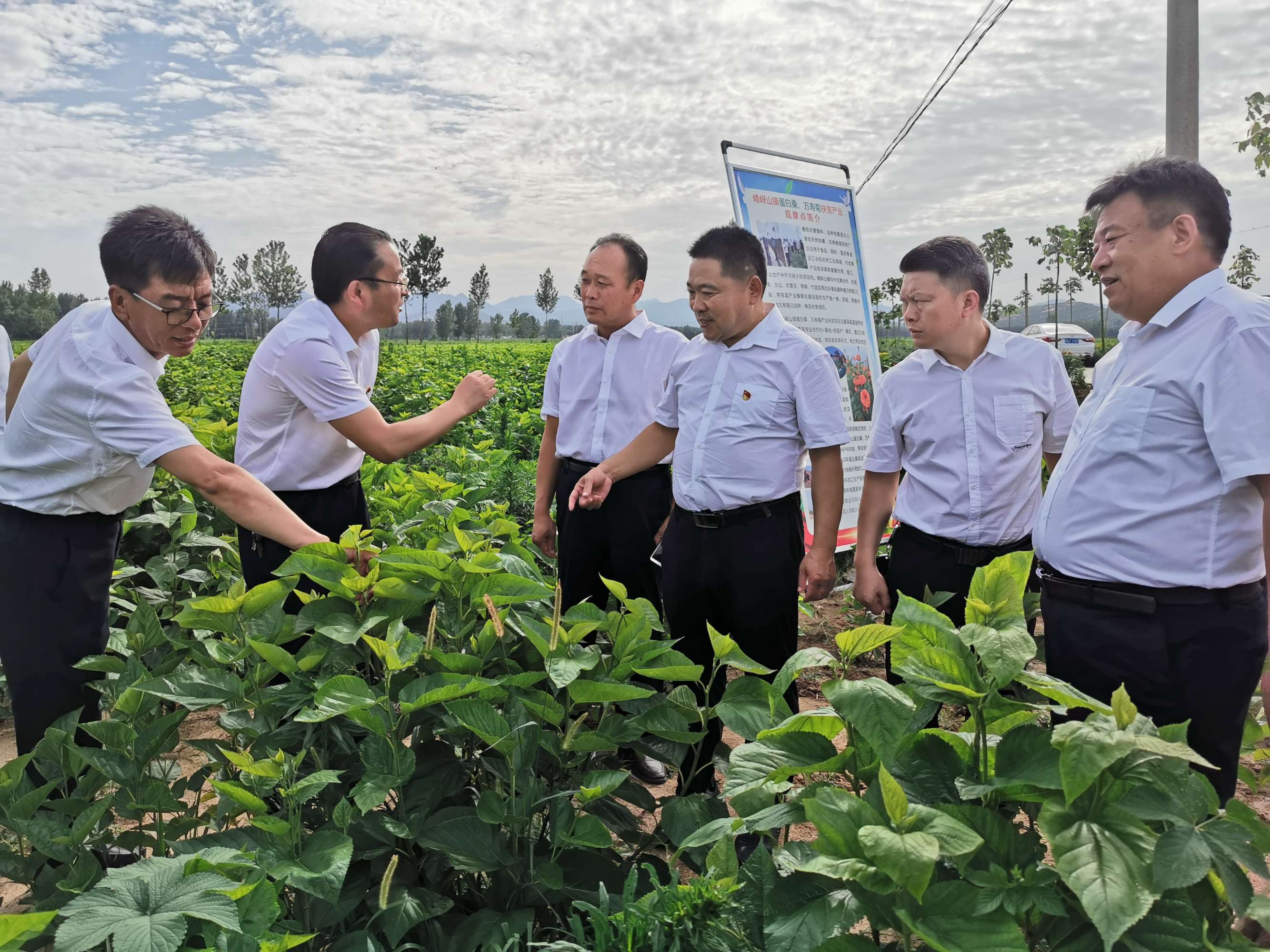 驻马店市企业家协会二届第四组走进遂平嵖岈山镇蛋白桑叶基地精准产业扶贫暨慰问老党员活动圆满举行