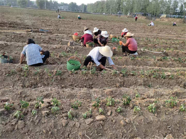 金丝皇菊扮靓四美乡村，拉动乡村振兴