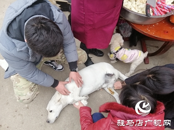 驻马店市有了爱心宠物救助站