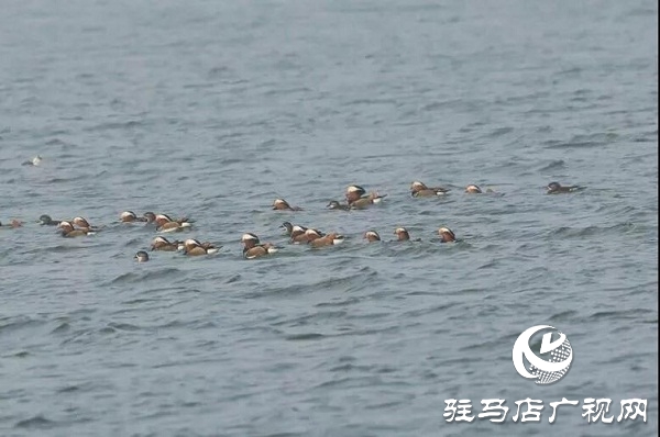 泌阳县首次迎来近百只野生越冬鸳鸯