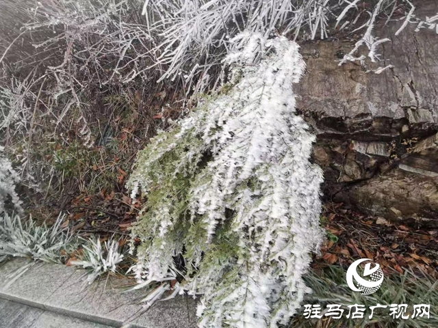 下雪了！驻马店市迎来2020年第一场雪！