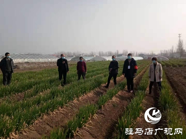 点赞！上蔡县齐海乡一村民8亩大葱免费赠乡亲
