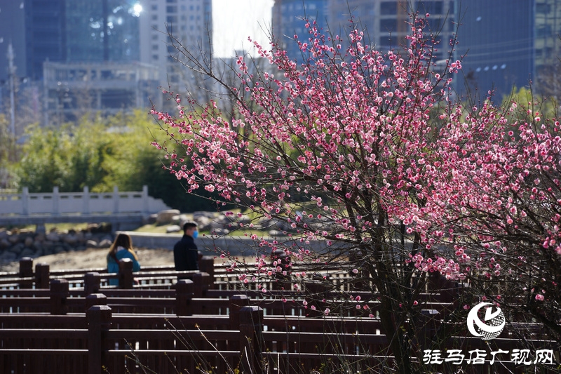 看她的满城花开  摄影 文字：王向阳  欢迎转载，请注明作者出处