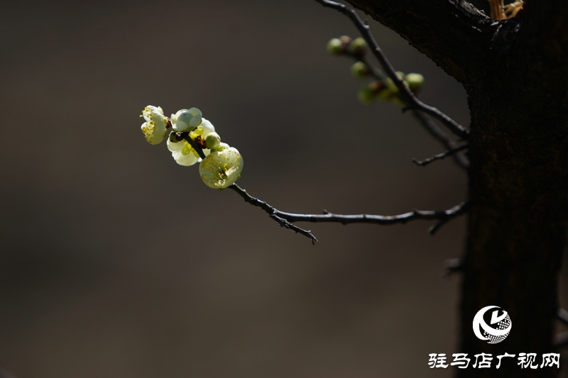 花的盛开，等待了一冬