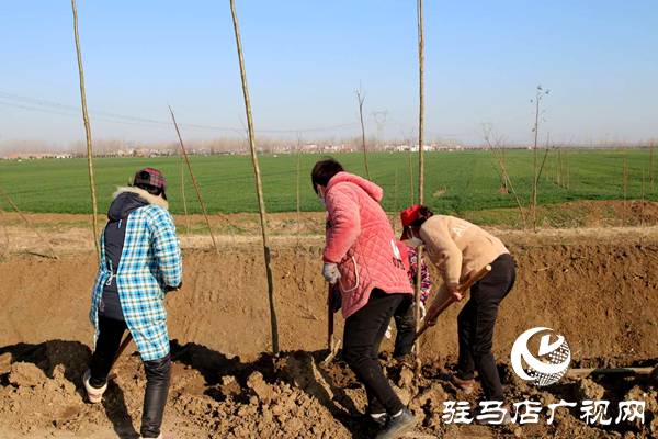 上蔡县百尺乡抢时机忙植树  防疫造林两不误