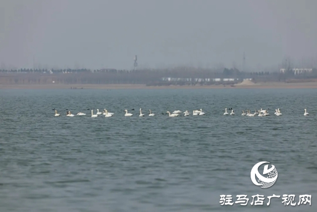 泌阳县铜山湖湿地公园飞来一群白天鹅