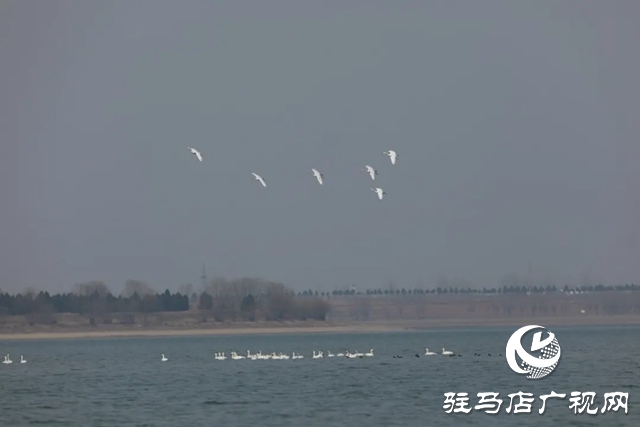 泌阳县铜山湖湿地公园飞来一群白天鹅