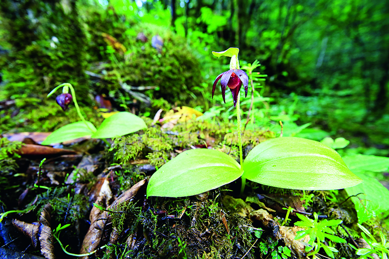 2019年中国野生动植物保护十件大事揭晓
