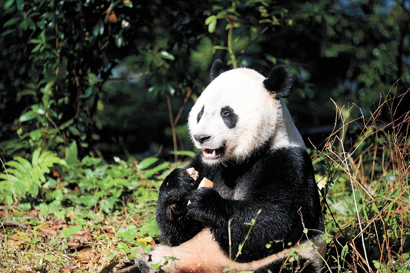 2019年中国野生动植物保护十件大事揭晓