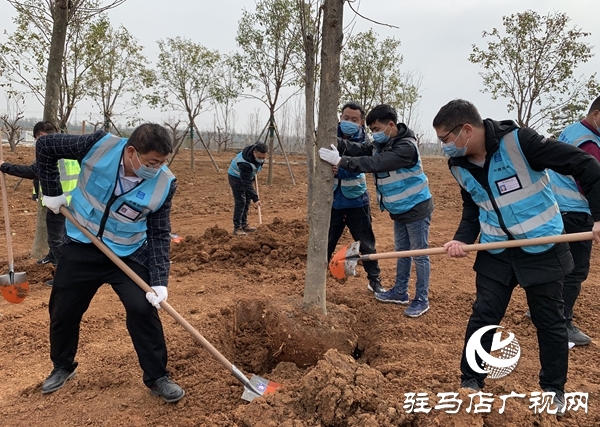 中建七局中原建设公司上蔡片区项目开展义务植树活动