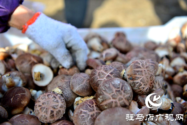 香菇催开“致富花”