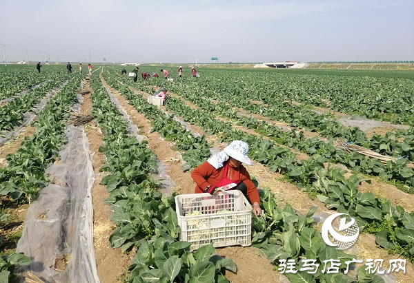 200亩有机花菜滞销 菜农王松涛急盼销路