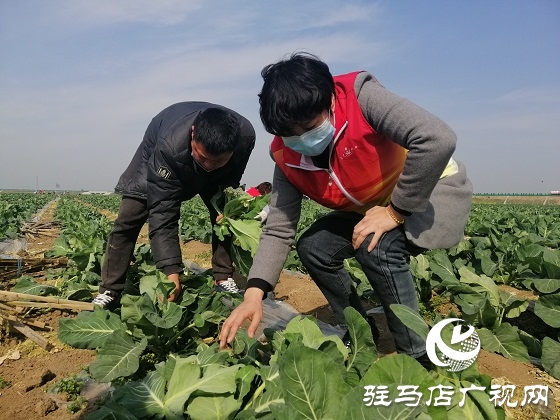 天中义工联合会出手 菜农王松涛200亩有机花菜有了销路