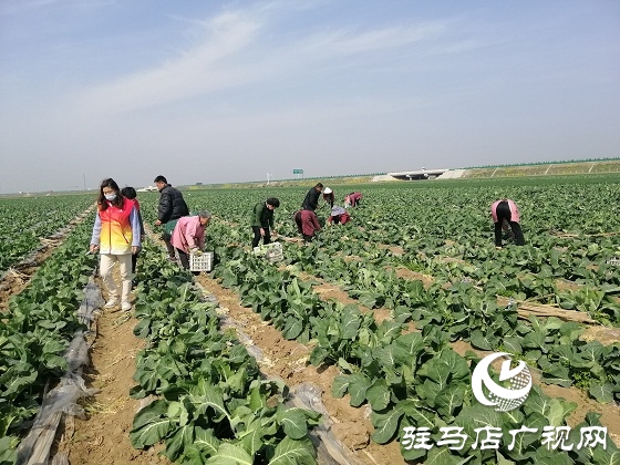 天中义工联合会出手 菜农王松涛200亩有机花菜有了销路