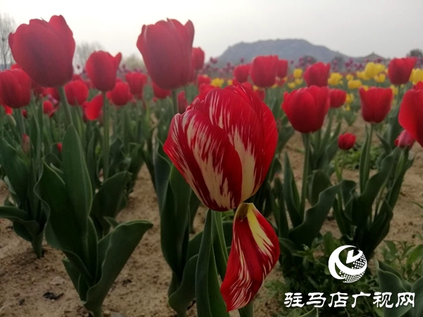 驻马店市旅游景区有序开放