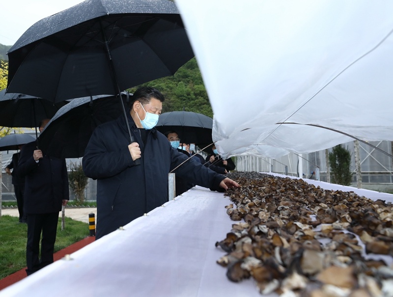 习近平在陕西考察秦岭生态保护情况