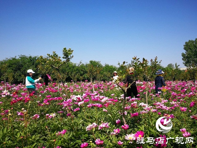 驻马店：百亩芍药 花开如海