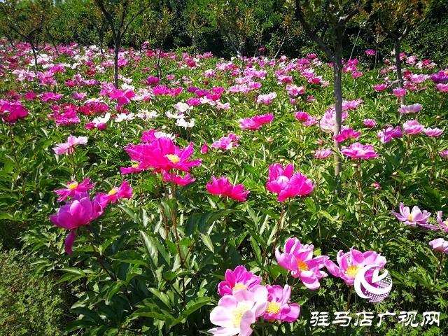 驻马店：百亩芍药 花开如海