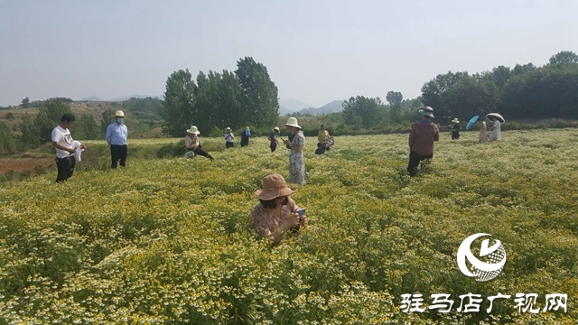 泌阳县王店镇：美丽“香”村闻名四方成为旅游网红打卡地