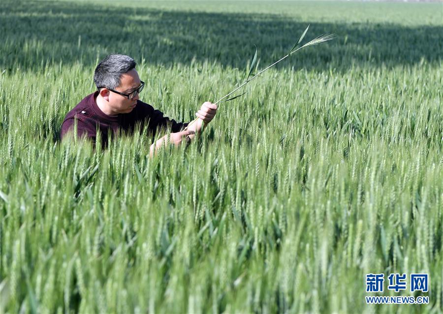 习近平总书记关切事丨新农事、新希望——夏收前田间新动态扫描