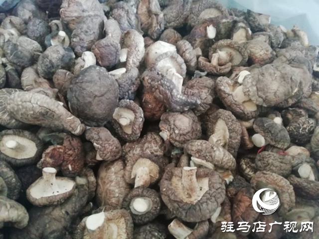 贫困户李俊堂 :大病救治有依靠 种植香菇奔富路