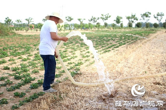 汝南县古塔街道抗旱抢种不误农时