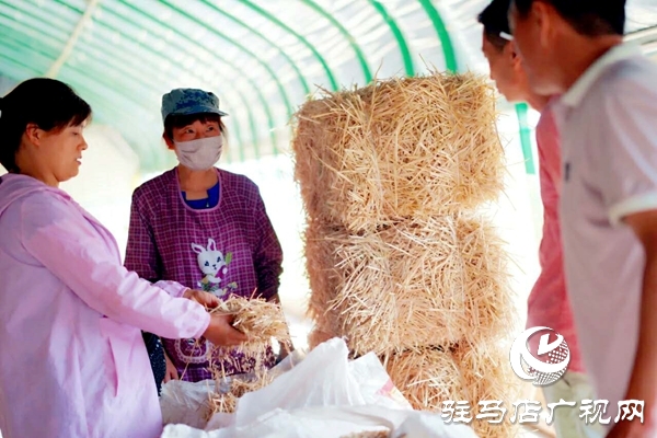 泌阳养殖户陈宏伟：就想让乡亲们有钱赚 有事做