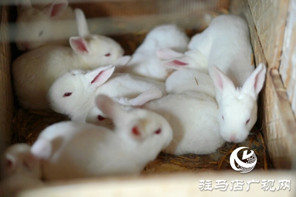 泌阳养殖户陈宏伟：就想让乡亲们有钱赚 有事做