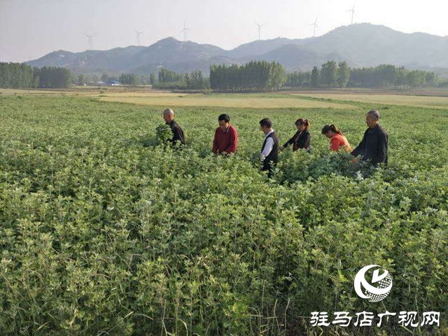  泌阳：“种草”也能发家  走上致富路