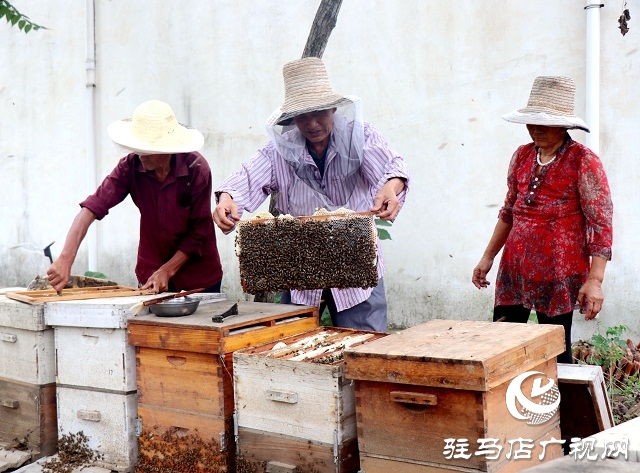 蜂蜜滞销 蜂农急盼买家