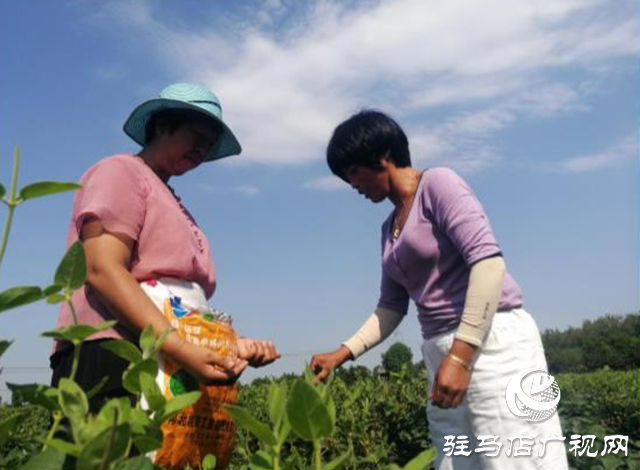 西平县五沟营镇：金银花种植助推脱贫攻坚