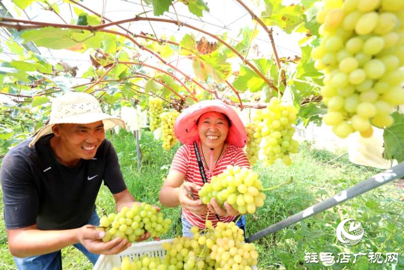 河南驻马店市驿城区：赵涛扶智扶志 带民奔跑小康