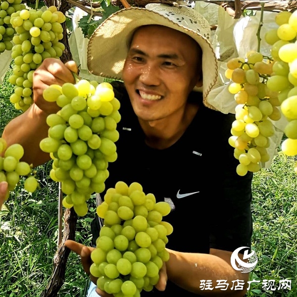 河南驻马店市驿城区：赵涛扶智扶志 带民奔跑小康