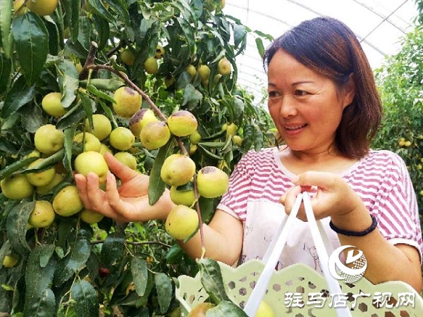 河南驻马店驿城区：冬枣甜出幸福生活