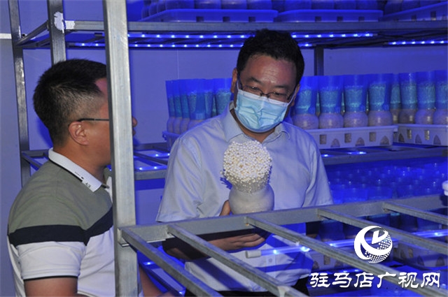 中原银行驻马店分行党委书记、行长万三华一行深入泌阳县特色企业进行实地调研