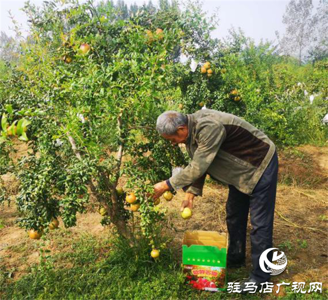 农民丰收 | 河南驿城：胡庙乡绿色采摘果园的石榴红了