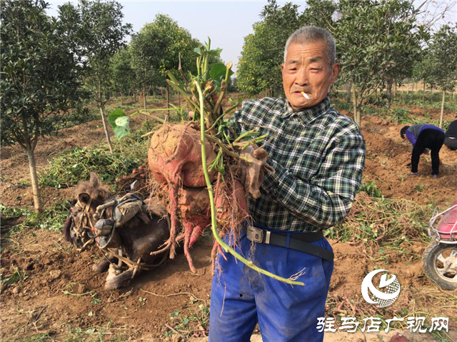 携手北沃 见证丰收 ——北沃高钙肥再显神威，表现惊艳众人！