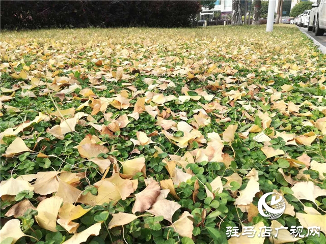 银杏黄叶飘 赏景好时节