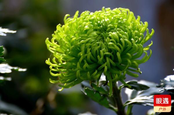 【眼遇最美秋菊】不是花中偏爱菊 此花开尽更无花