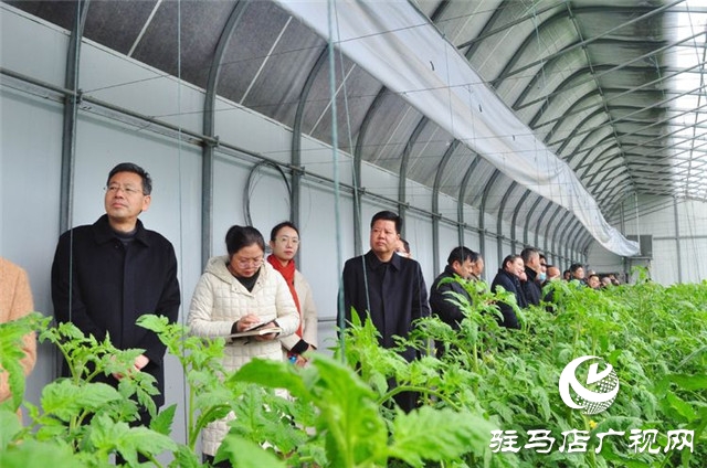 驻马店市西红柿产业发展现场观摩会在汝南县番顺西红柿产业园顺利召开