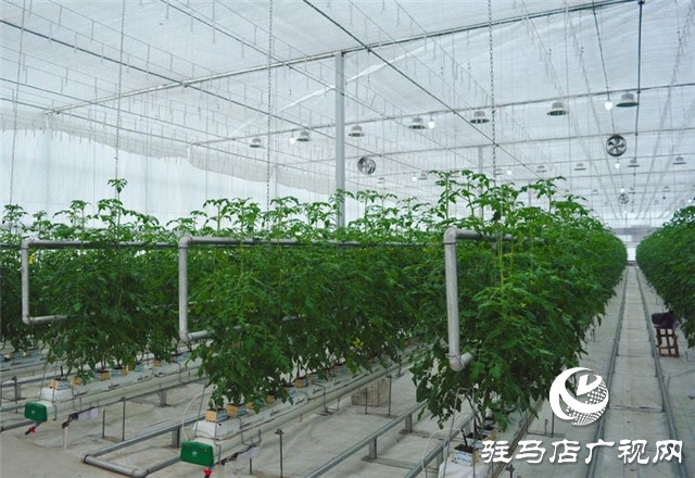 驻马店市西红柿产业发展现场观摩会在汝南县番顺西红柿产业园顺利召开