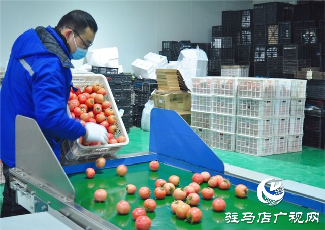 驻马店市西红柿产业发展现场观摩会在汝南县番顺西红柿产业园顺利召开