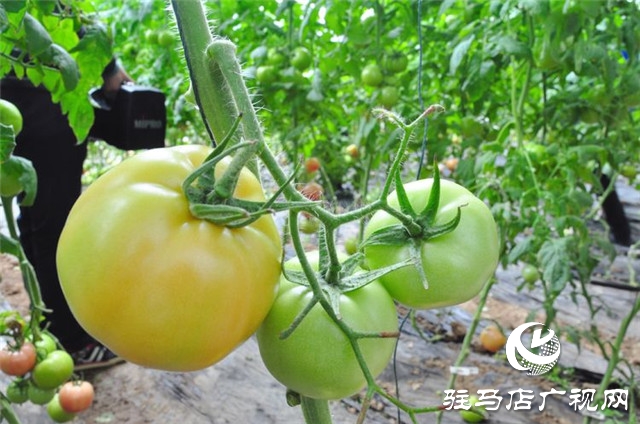 驻马店市西红柿产业发展现场观摩会在汝南县番顺西红柿产业园顺利召开