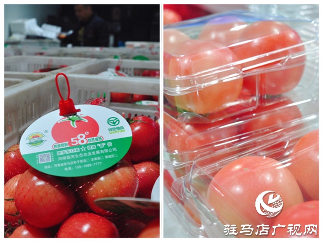 驻马店市西红柿产业发展现场观摩会在汝南县番顺西红柿产业园顺利召开